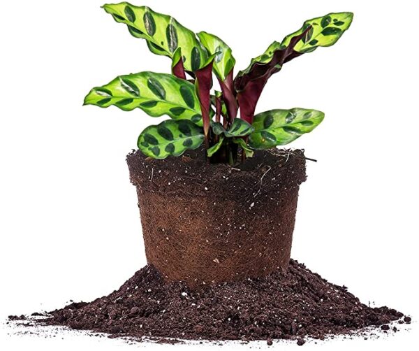 Calathea Rattlesnake Plant