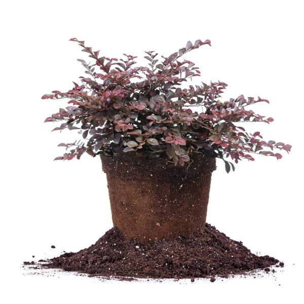 Dwarf Crimson Fire Loropetalum Shrub