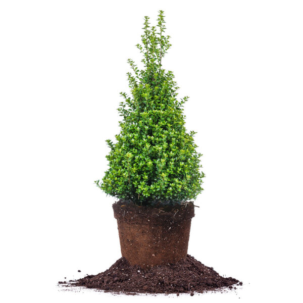 Ilex Crenata Steeds Holly Bush