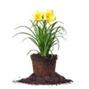Happy Returns Daylily Shrub