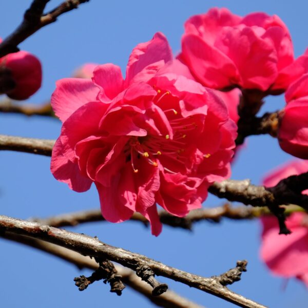 Crimson Cascade Weeping Peach Tree