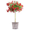 Red Drift Rose Tree
