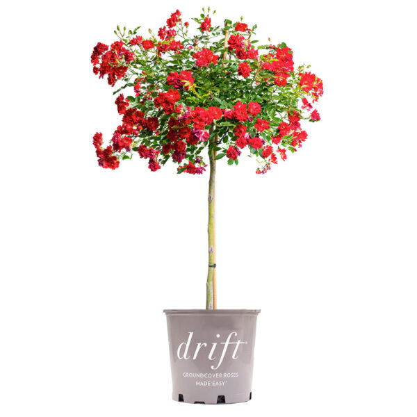 Red Drift Rose Tree