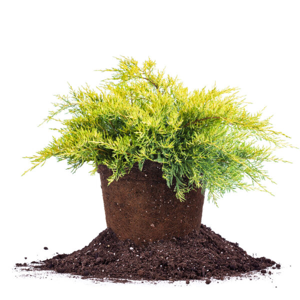 Old Gold Juniper Shrub
