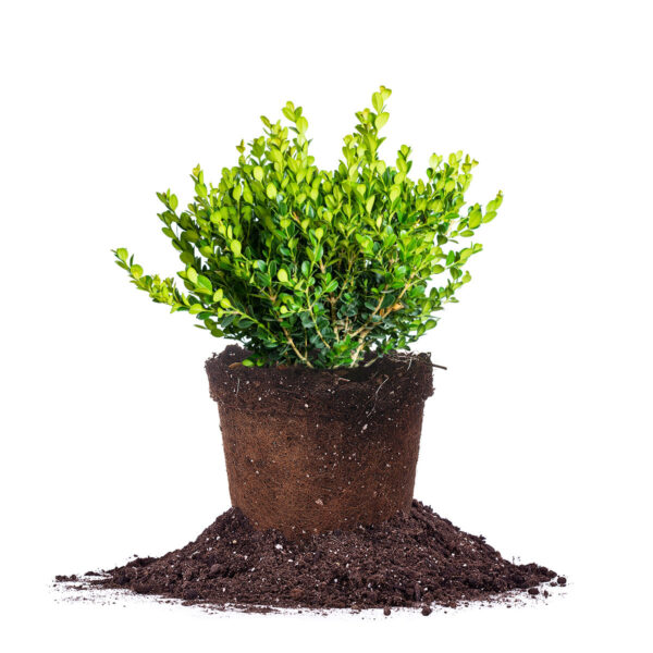 Winter Gem Boxwood Shrub
