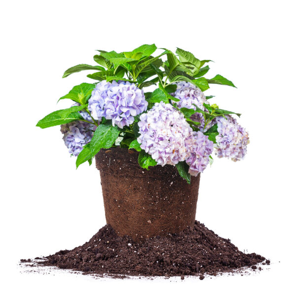 All Summer Beauty Hydrangea Bush