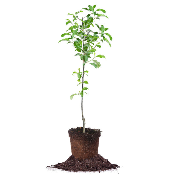 Red Jonathan Apple Tree