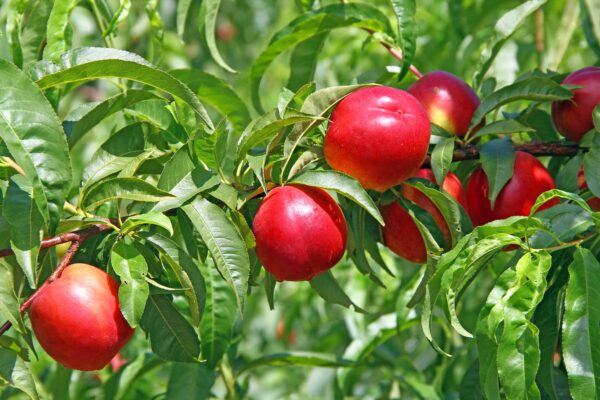 June Princess Nectarine Tree