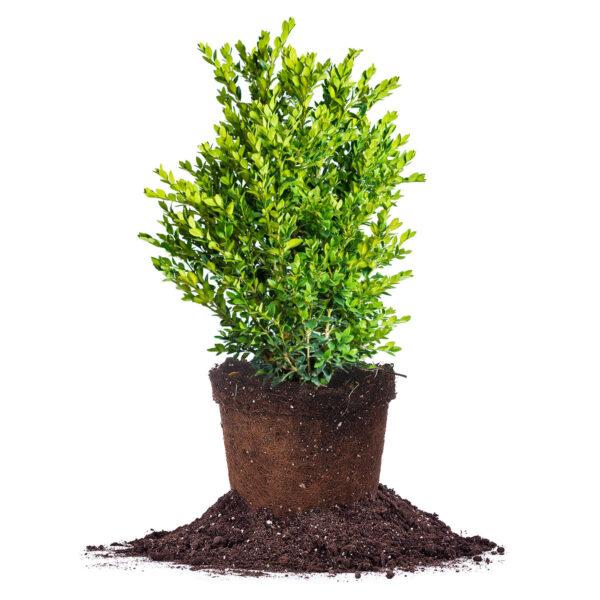 Green Velvet Boxwood Shrub
