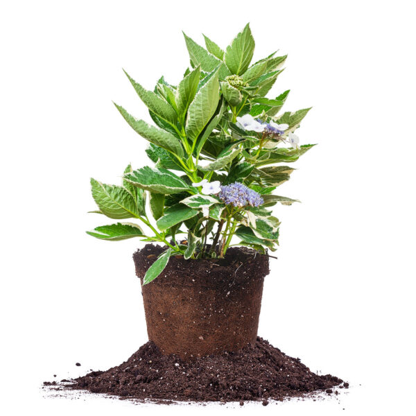 Variegated Hydrangea Macrophylla Bush