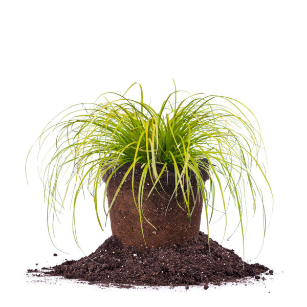 Carex Everillo Grass