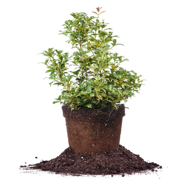 Osmanthus Goshiki Shrub