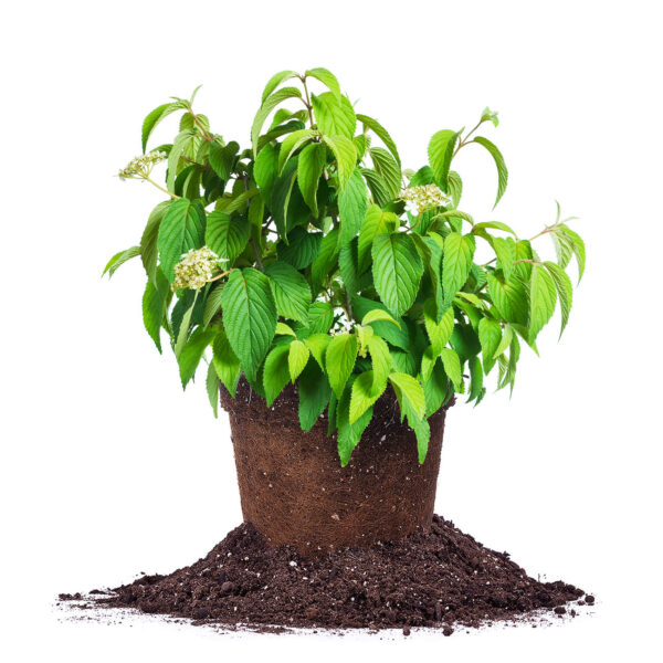 Shasta Viburnum Shrub