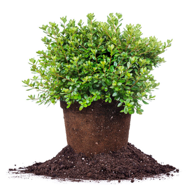 Hino Crimson Azalea Shrub