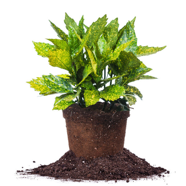 Gold Dust Aucuba Plant