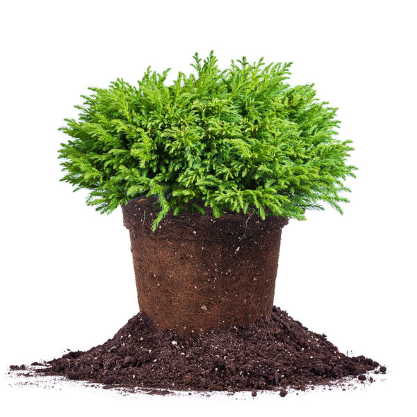 Cryptomeria Globosa Nana