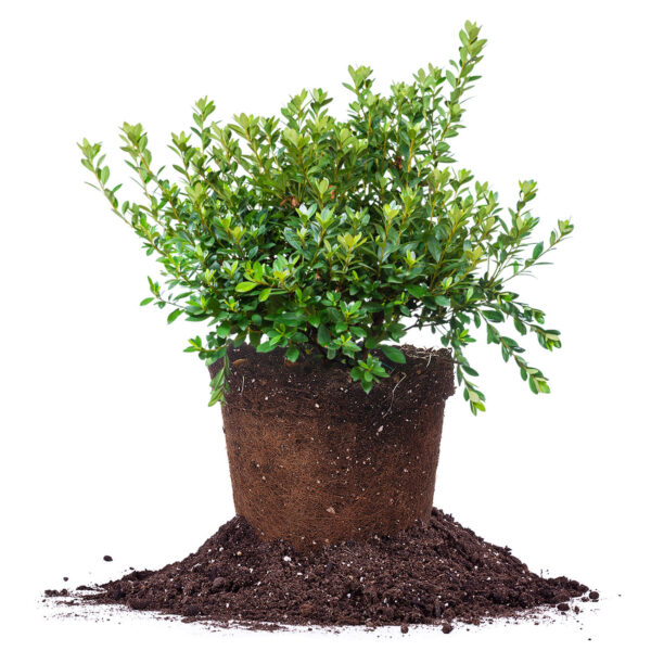 Fashion Azalea Shrub