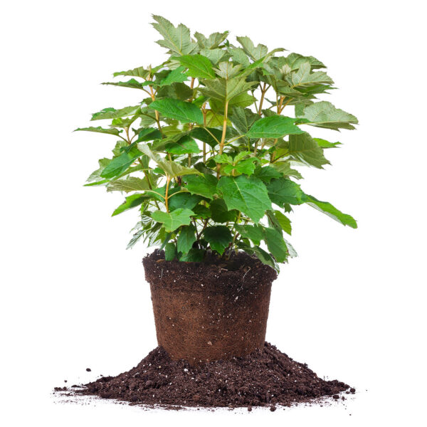 Alice Oakleaf Hydrangea Shrub