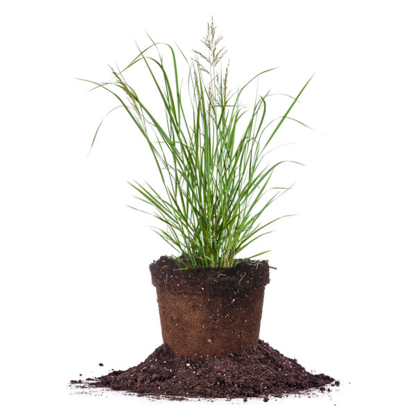 Northwind Switch Grass