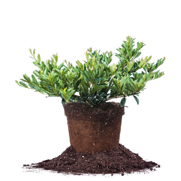 Distylium Blue Cascade Shrub