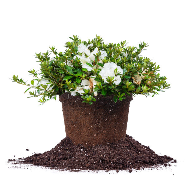 Gumpo White Azalea Shrub
