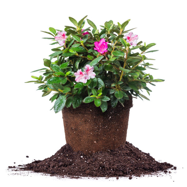 Autumn Twist Encore Azalea Shrub