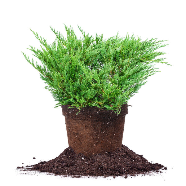 Andorra Juniper Shrub