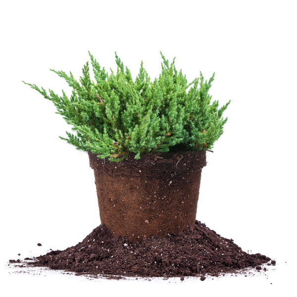Parsoni Juniper Shrub