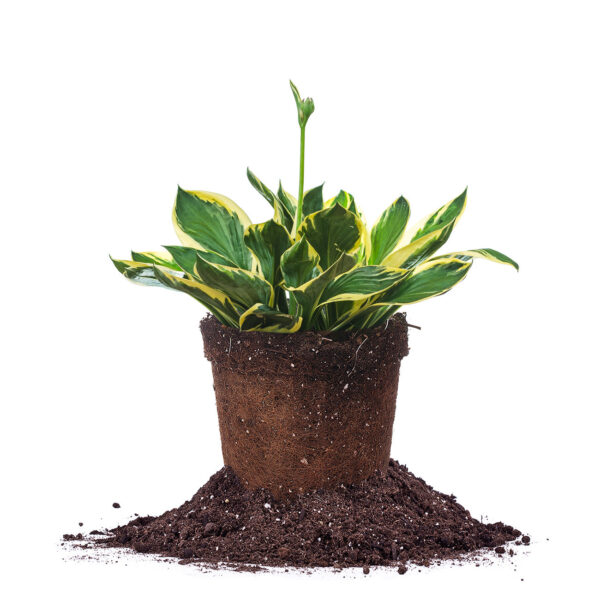 Hosta Fire and Ice Shrub