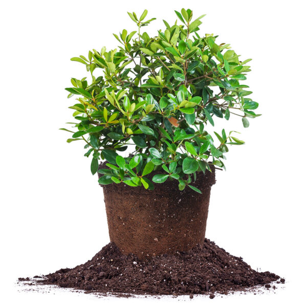 Cleyera Japonica Shrub