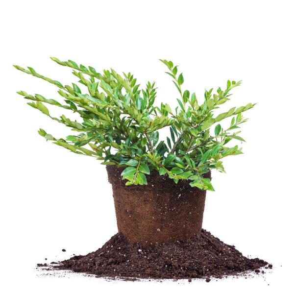 Vintage Jade Distylium Plant