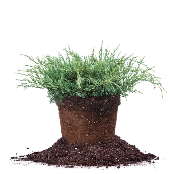 Grey Owl Juniper Shrub