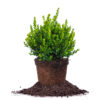Buxus Baby Gem Boxwood Shrub