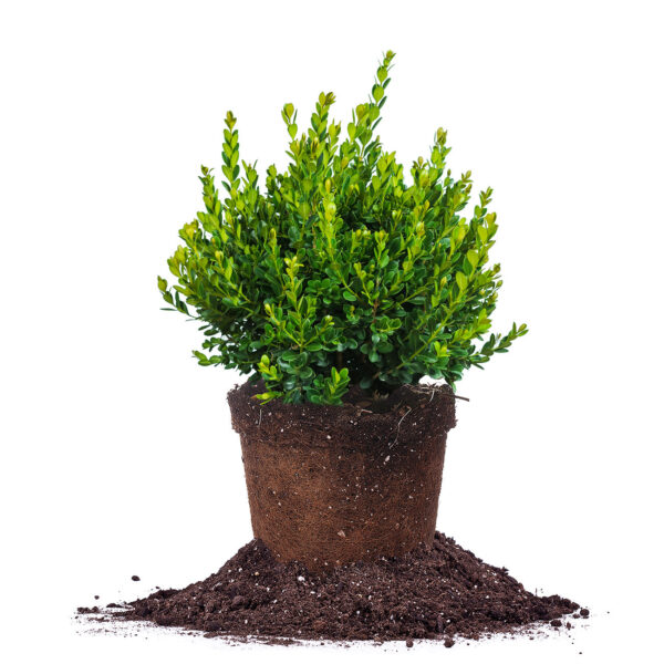 Buxus Baby Gem Boxwood Shrub