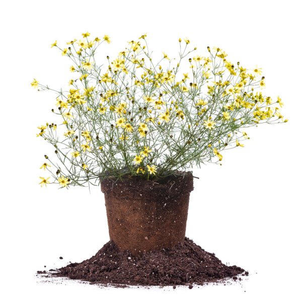 Threadleaf Coreopsis Moonbeam