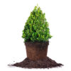 Buxus Green Mountain Boxwood Shrub