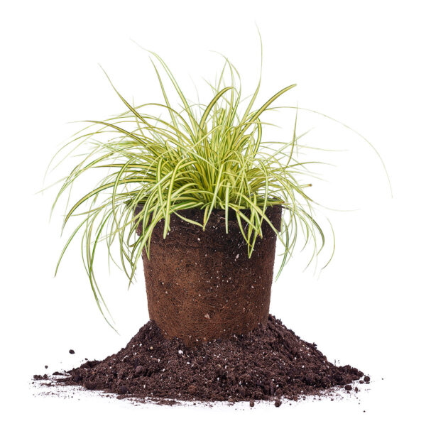 Carex Evergold Grass