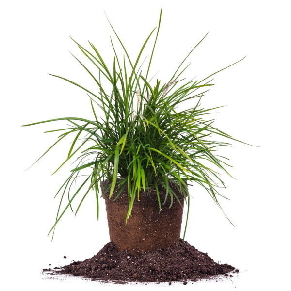 Creeping Lilyturf Liriope Spicata