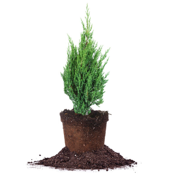 Blue Point Juniper Shrub