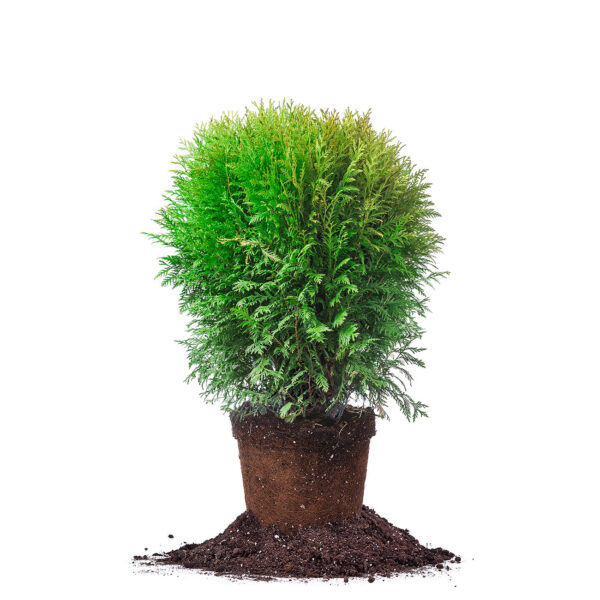 Woodward Globe Arborvitae