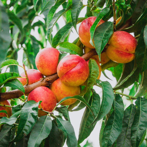 Durbin Nectarine Tree