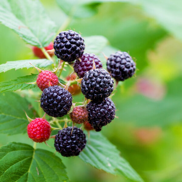 Jewel Black Raspberry Plant