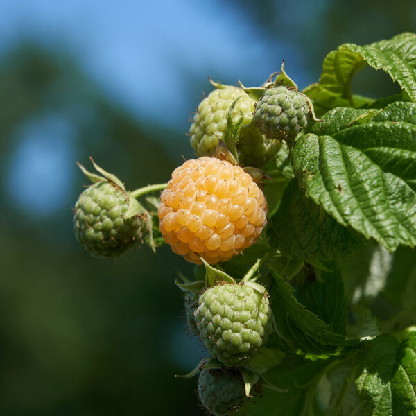Fall Gold Raspberry Plant