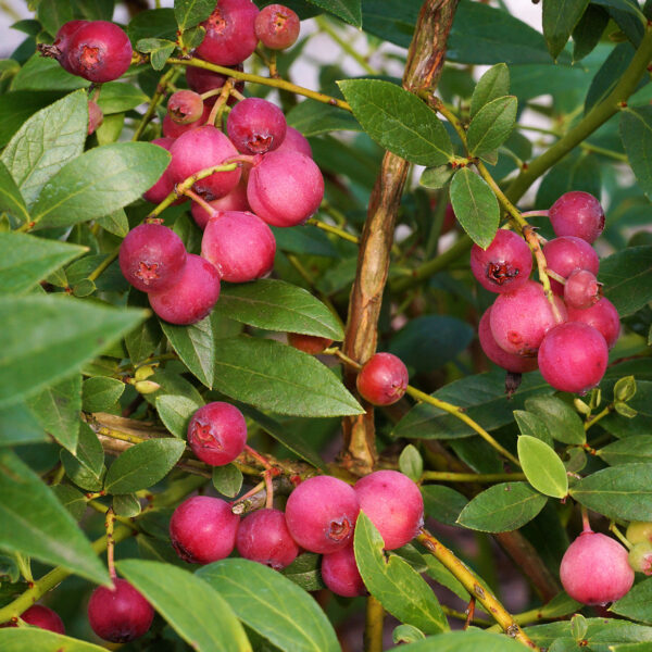 Pink Lemonade Blueberry Bush